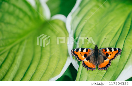Nettle butterfly or aglais urticae sits on green leaf background. A beautiful butterfly with orange wings. Close up macro. Summer postcard. Nettle butterfly or aglais urticae sits on green leaf background. A beautiful butterfly with orange wings. Close up macro. Summer postcard. 117304523