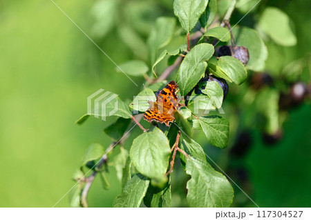 Polygonia butterfly or polygonia egea sits on green leaf background. Beautiful butterfly with mottled brown orange wings. Beautiful summer macro photo. 117304527