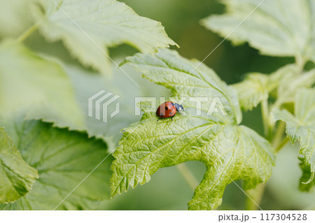 Beautiful ladybug on green currant leaf. Red beetle with seven black dots coccinella septempunctata on a green background. Beautiful ladybug on green currant leaf. Red beetle with seven black dots coccinella septempunctata on a green background. 117304528