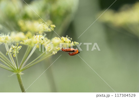 Two cantharis fusca beetles on green background. Insect pests. Side view, macro. Two red beetles reproduce on the plant. 117304529