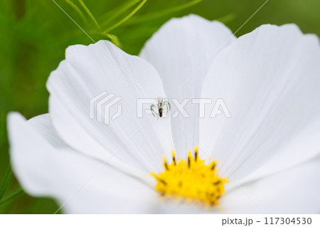 The spider attacked the fly. Flower mimicking crab spider on white cosmos flower background. Spider crab, misumena vatia with prey. The spider attacked the fly. Flower mimicking crab spider on white cosmos flower background. Spider crab, misumena vatia with prey. 117304530