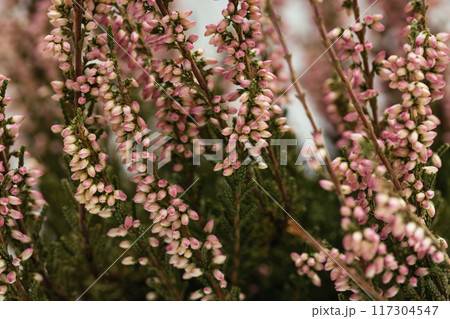Calluna flower close up. Blooming pink heather background. Calluna flower close up. Blooming pink heather background. 117304547