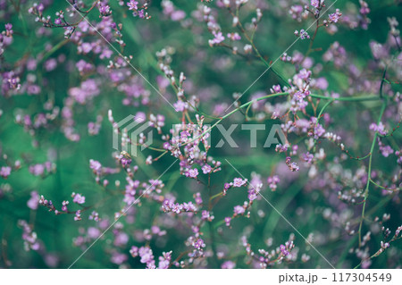 Small purple limonium flowers on a green background. Floral background. 117304549