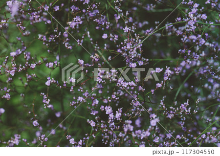 Purple limonium flower background. Beautiful decorative perennial flower. 117304550