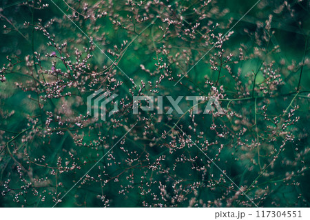 Pink limonium on dark green background. Beautiful garden flower. 117304551