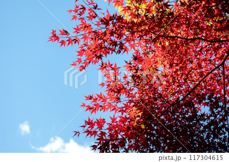 青空に映える紅葉の美しい枝 117304615