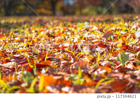 秋の落ち葉に覆われた地面 秋の落ち葉に覆われた地面 117304621