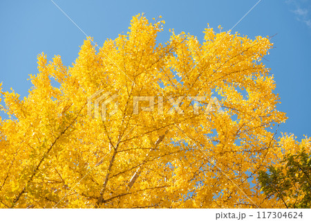 青空に広がる黄金色の銀杏 117304624