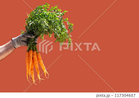 Human hand in grey glove holding fresh orange carrots with green tops against warm red background. Recently harvested carrots contrast strikingly with solid red backdrop Human hand in grey glove holding fresh orange carrots with green tops against warm red background. Recently harvested carrots contrast strikingly with solid red backdrop 117304687