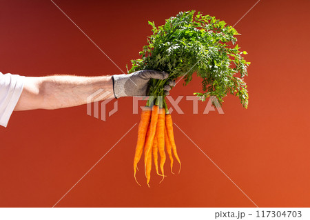 Freshly harvested carrots in grey gloved hand. Vibrant orange carrots and lush green tops pop against solid red background, emphasizing the freshness of the produce 117304703