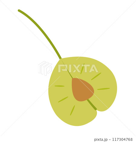 Elm seed. Hand drawn trendy flat style isolated  117304768