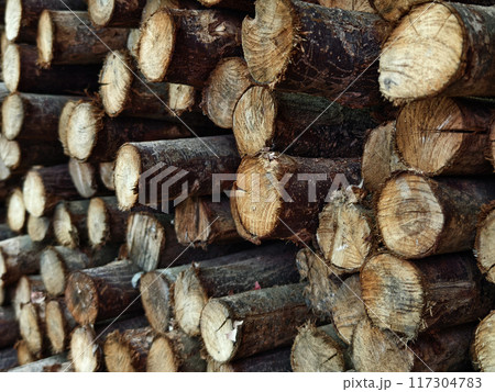 Logs are neatly piled on top of one another, forming a stack 117304783