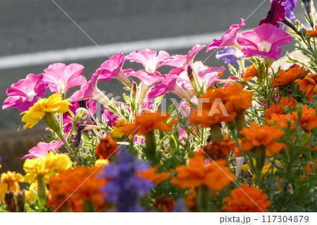 道ばたの植物　子供会や町内会でお世話している花壇 117304879
