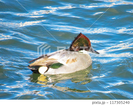 川で泳ぐヨシガモのオス 117305240