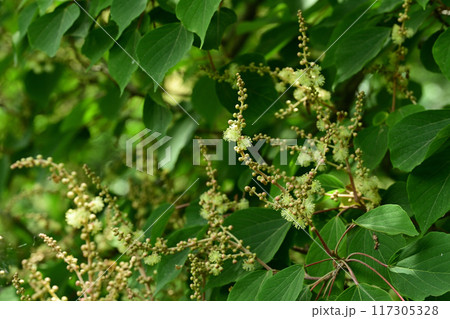 初夏の花　アカメガシワの雄花 117305328