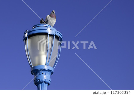 Pigeon in the park, close-up, selective focus. Pigeons sitting on the railing of a bridge in New York City Pigeon in the park, close-up, selective focus. Pigeons sitting on the railing of a bridge in New York City 117305354