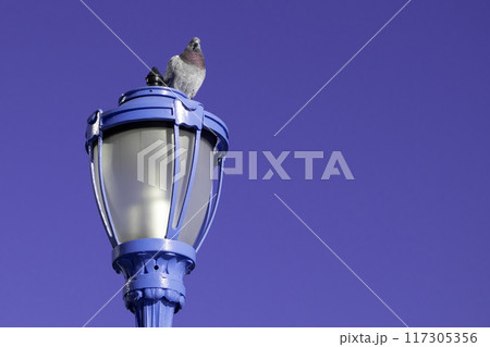 Pigeon in the park, close-up, selective focus. Pigeons sitting on the railing of a bridge in New York City 117305356