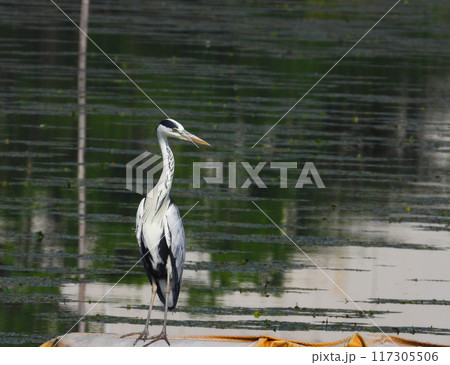 水辺に立つアオサギ 117305506