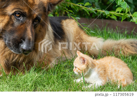 Ginger kitten and German Shepherd dog lying on the grass together Ginger kitten and German Shepherd dog lying on the grass together 117305619