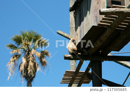 Monkey sitting on the top of a wooden house. Small monkeys near their houses Monkey sitting on the top of a wooden house. Small monkeys near their houses 117305685