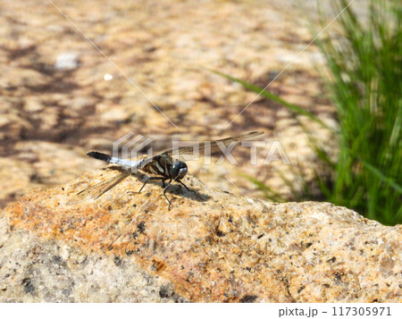 岩場に降りたシオカラトンボ 117305971