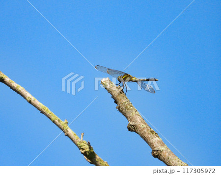 枝に留まるシオカラトンボ 117305972