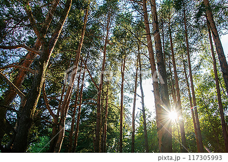 Amazing coniferous tree grove in England (Wales, Scotland Northern Ireland) 117305993