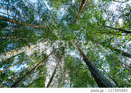 mixed forest with coniferous and deciduous trees near city of England (Wales, Scotland) - low angle view on tops of trees in summer mixed forest with coniferous and deciduous trees near city of England (Wales, Scotland) - low angle view on tops of trees in summer 117305995