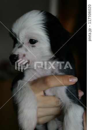Tiny Chinese Crested dog, cute small happy puppy portrait 117306020