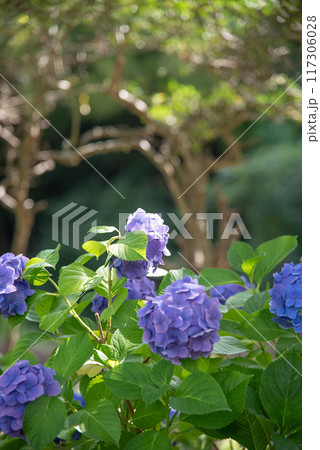 梅雨の晴れ間に咲く紫陽花 117306028