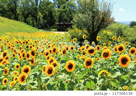 【香川県】夏の国営讃岐まんのう公園（ひまわり畑） 117306136