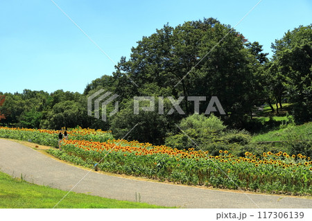【香川県】夏の国営讃岐まんのう公園(ひまわり畑) 【香川県】夏の国営讃岐まんのう公園(ひまわり畑) 117306139