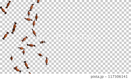 Halloween candies on a transparent background PNG Halloween candies on a transparent background PNG 117306141
