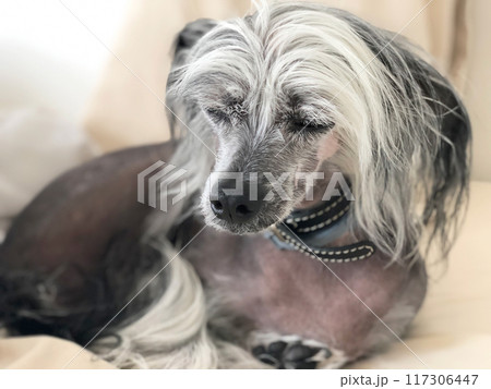 Chinese Crested Dog  117306447