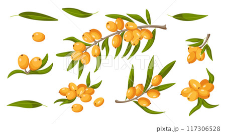 Berries and leaves of sea buckthorn plant 2D cartoon objects 117306528
