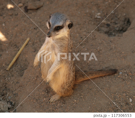 Portrait of meerkat, cute African animal close up, small carnivore belonging to the mongoose family 117306553