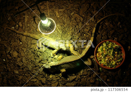 Lizard in a cave with a lamp. Selective focus 117306554