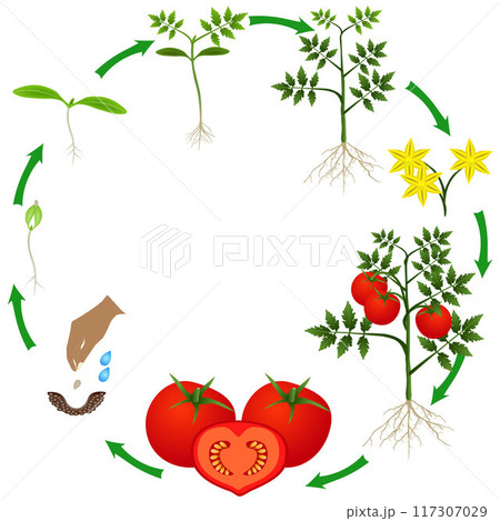 Life cycle of a tomato plant on a white background. Life cycle of a tomato plant on a white background. 117307029
