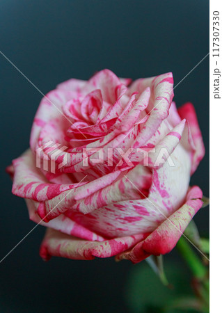 Delicate white-pink rose on a black background 117307330