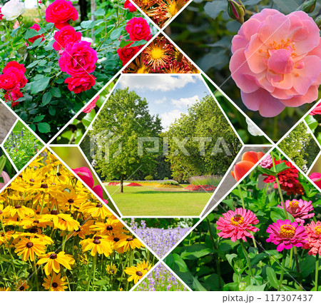 collage of flowers and garden. 117307437