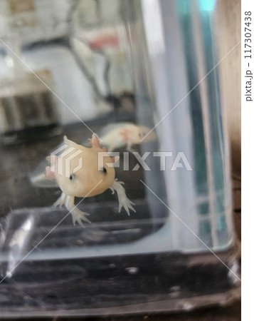 ウーパールーパー ウーパールーパー 117307438