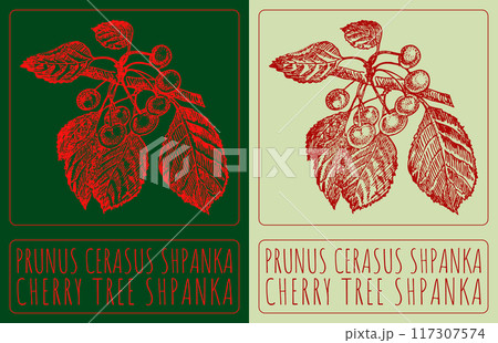 Vector drawing PRUNUS CERASUS SHPANKA. Hand drawn illustration. Latin name is CHERRY TREE SHPANKA Vector drawing PRUNUS CERASUS SHPANKA. Hand drawn illustration. Latin name is CHERRY TREE SHPANKA 117307574