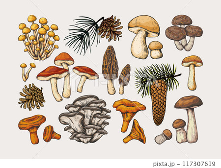 Mushrooms. Vintage fungus, forest oyster and chanterelle king, boletus and shiitake, wild chinese morel. Sketch style colorful isolated design elements. Retro hand drawn vector illustration 117307619