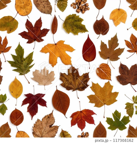 Colorful background of autumn maple tree leaves white background. Multicolor maple leaves autumn background. 117308162