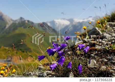 Scenic Idyllic view alpine wildflower blooming lilac bluebell flowers meadow field tirol mountain valley Austria Grossglockner peak rocks background. Abstract sunrise warm summertime herbal landscape Scenic Idyllic view alpine wildflower blooming lilac bluebell flowers meadow field tirol mountain valley Austria Grossglockner peak rocks background. Abstract sunrise warm summertime herbal landscape 117308228