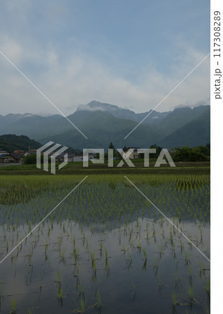 北杜市白州町、明け行く南アルプス甲斐駒ケ岳を映す田植えの済んだ水田 117308289