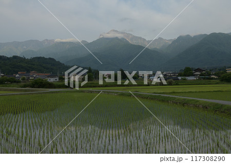 北杜市白州町、明け行く南アルプス甲斐駒ケ岳を映す田植えの済んだ水田 117308290
