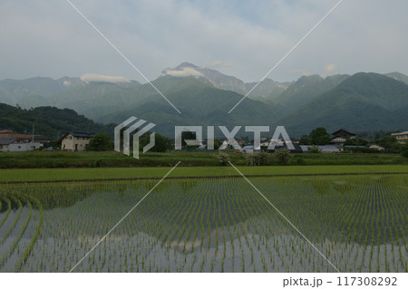 北杜市白州町、明け行く南アルプス甲斐駒ケ岳を映す田植えの済んだ水田 117308292