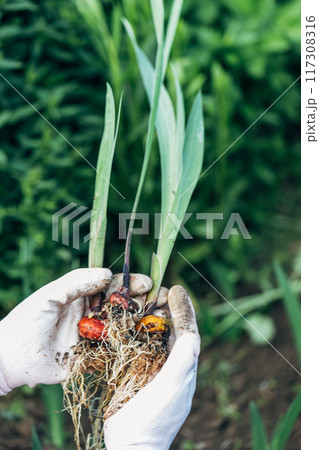 hands holding gladiolus flower bulb onion before planting 117308316