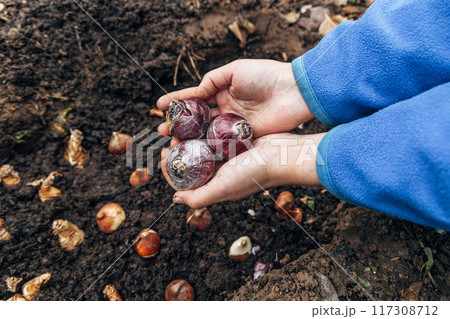A gloved hand holds a shovel and fertilizes the ground before planting, autumn 117308712